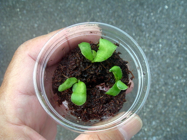 ビカクシダ アーバンリバー育成記録 P.Veitchii AR Auburn river