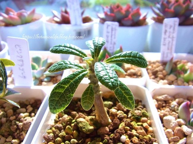 ドルステニア・ギガス実生記 - ドルステニア・ギガス