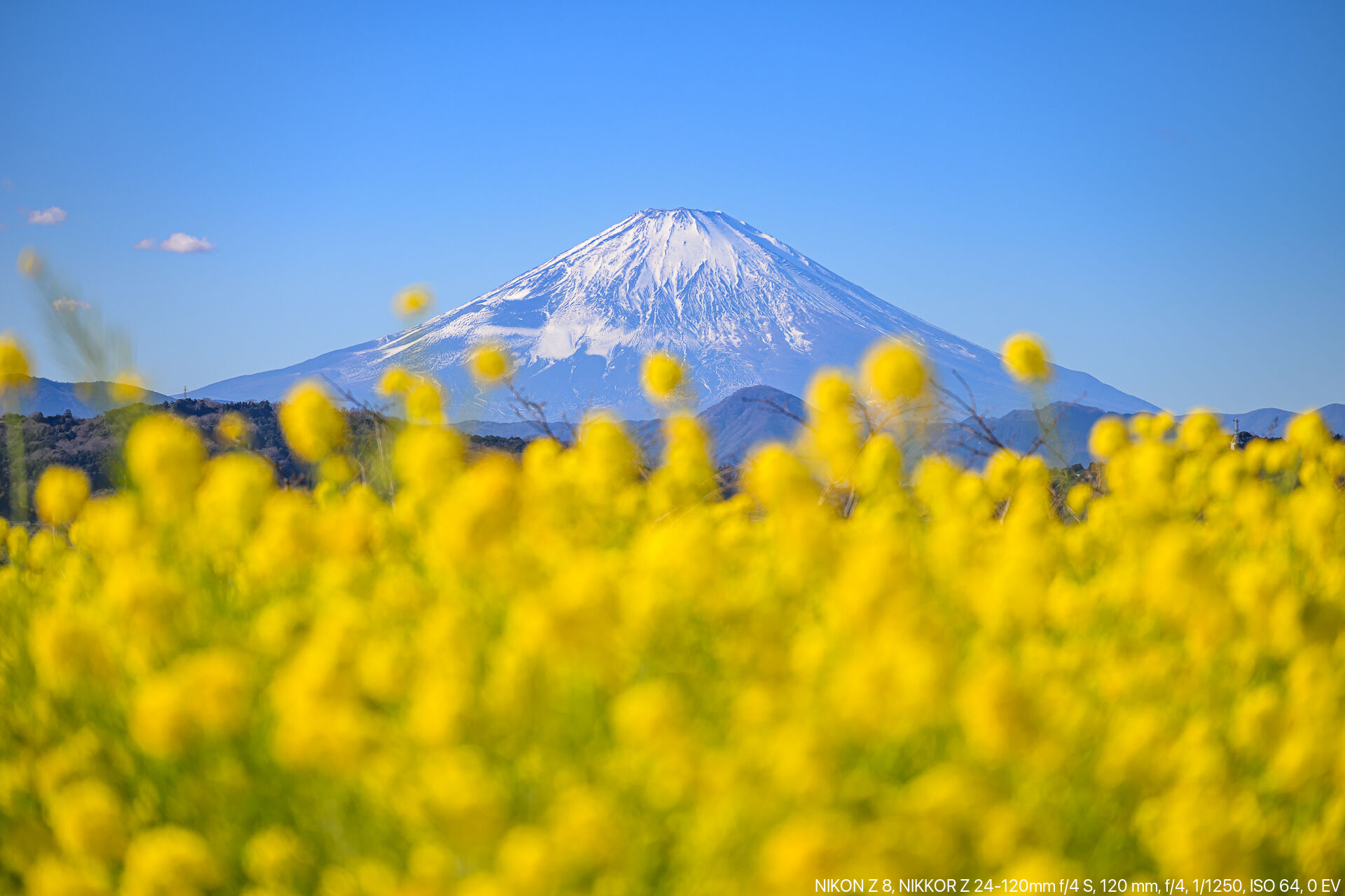 二宮町の吾妻山公園へ早咲きの菜の花と富士山を見に行く – 酔人日月抄外伝