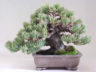 盆栽徒然草: 五葉松（銀性八房）