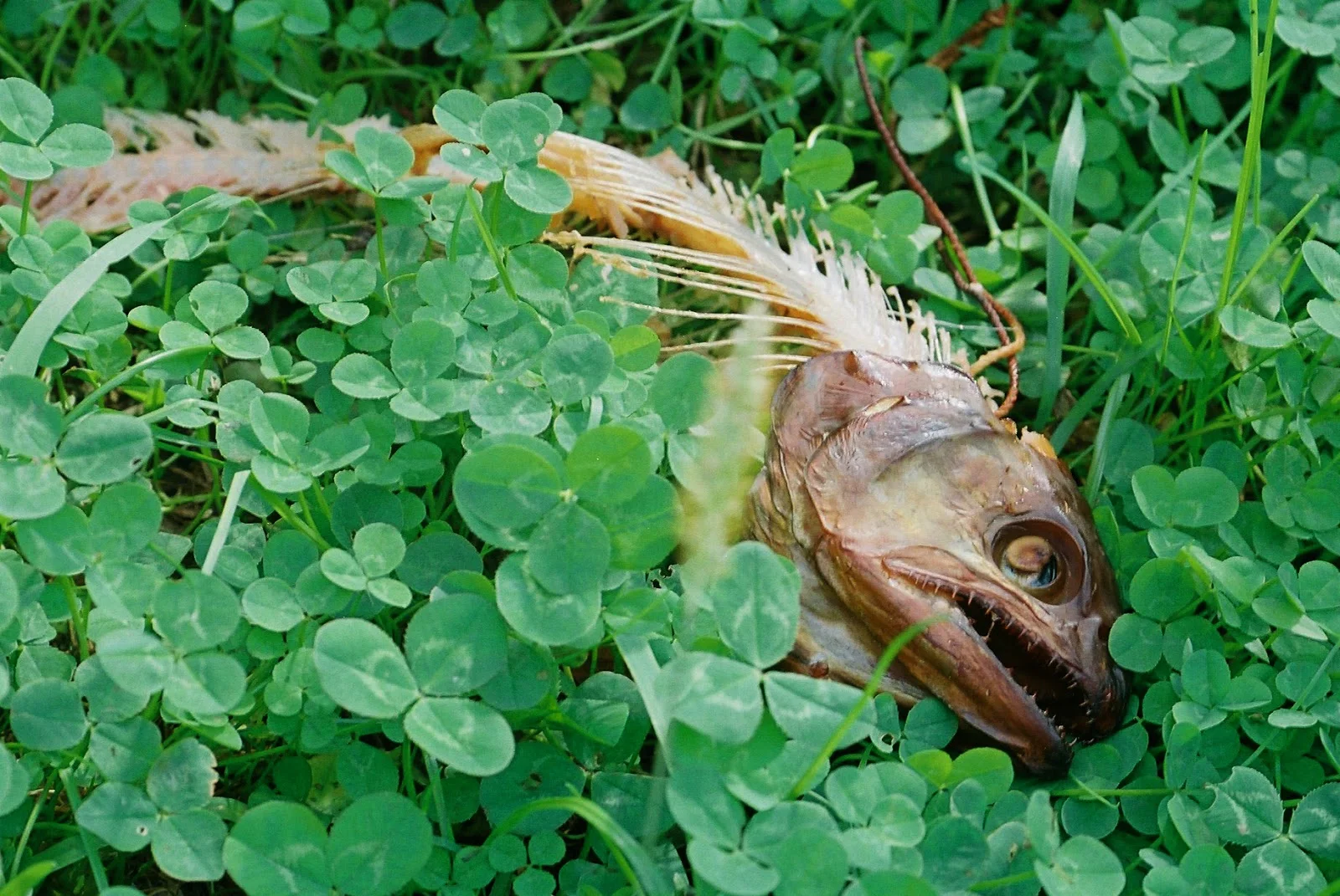 M42 MOUNT SPIRAL: Goerz Berlin DAGOR(ダゴール) 60mm F6.8 Rev.2