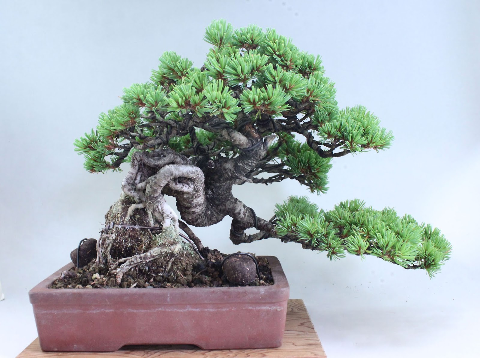 盆栽徒然草: 那須五葉松の魅力