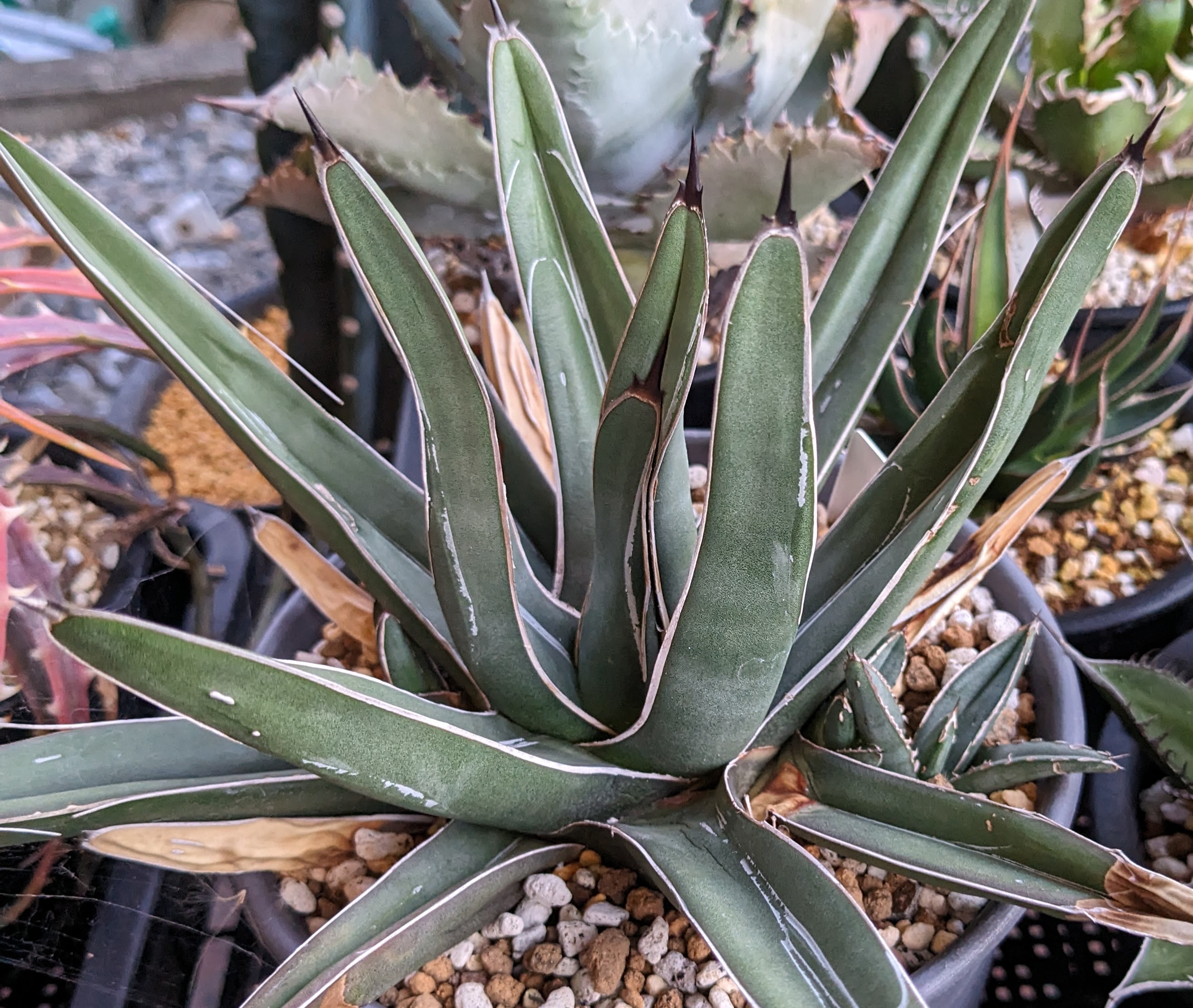 大株 アガベ 笹吹雪 ニッケルシー 40cm アガベ笹吹雪 | STORES