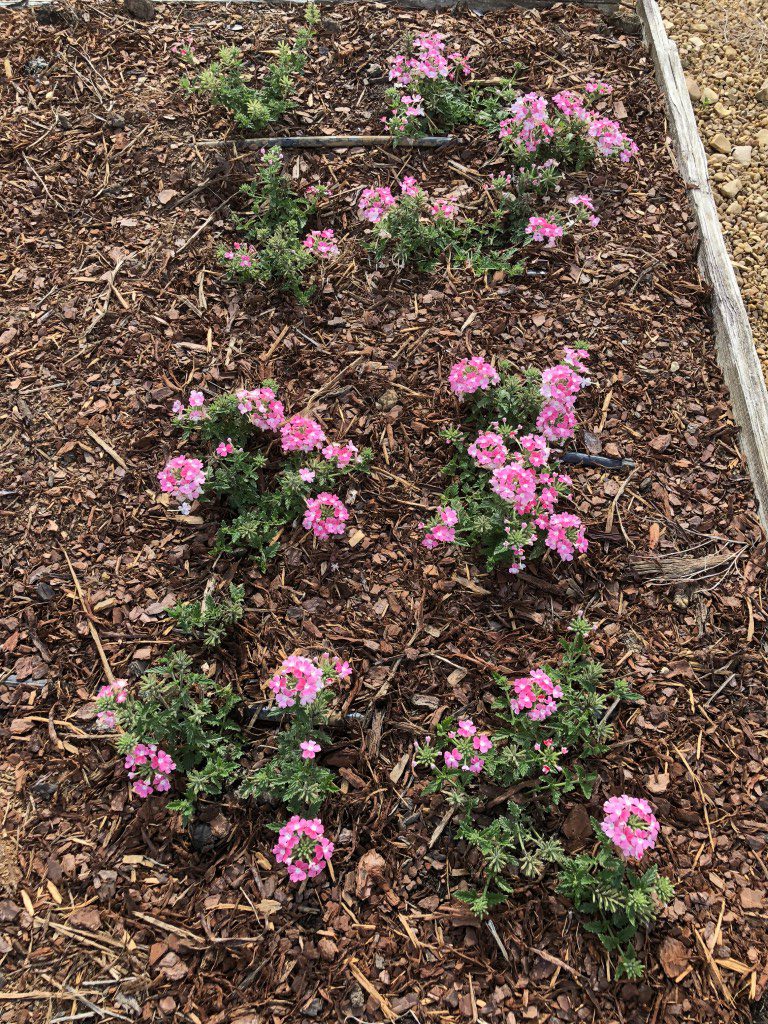 VERBENA EnduraScape™ Pink Fizz | Truck Crops Trial Garden