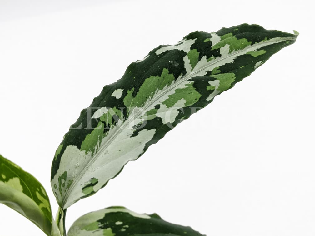 Aglaonema pictum Z-014 Aceh sumatera【LA0622-04z】