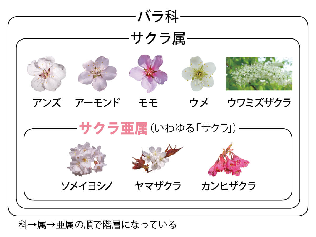 日本のサクラの種類と見分けかた 自生のサクラと栽培品種｜記事