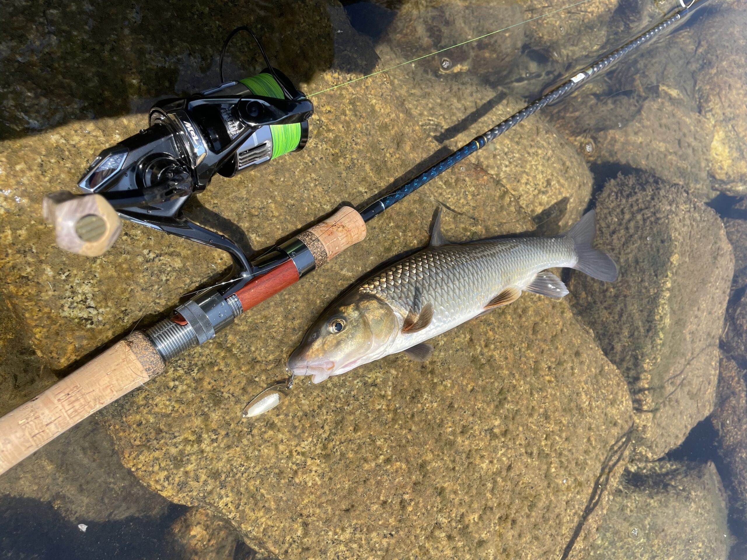 禁漁直前河川の釣り納め②本流鱒3種盛り、ロクマル、6目釣り | 釣り具