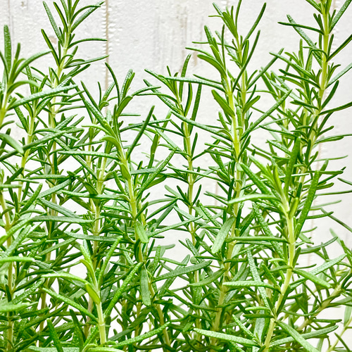 鉢ごと 立性 大株 ローズマリー マリンブルー 3.5号×2ポット その他