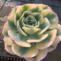 455.多肉植物 寄せ植え エケベリア属 グリーンエメラルド錦 抜き苗