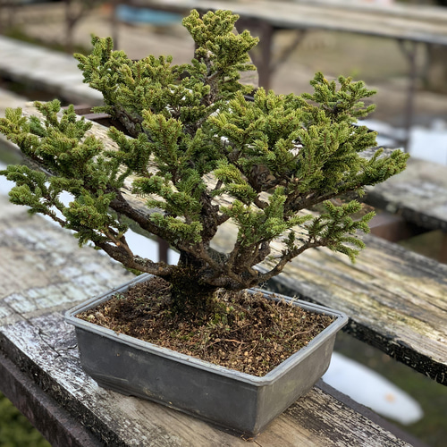 八房蝦夷松 樹齢50年 ☆盆栽☆観葉植物☆松☆植物 盆栽 Nagao Katsuhei