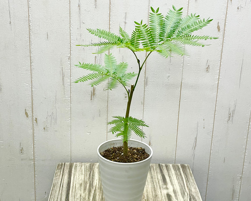 幹太め ネムノキ エバーフレッシュ その他インテリア雑貨 PLANTS SHOP