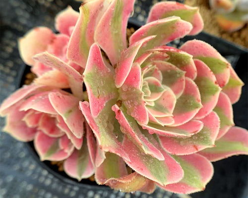 345.多肉植物 寄せ植え アエオニウム ピンクウィッチ（錦）2-3頭 超