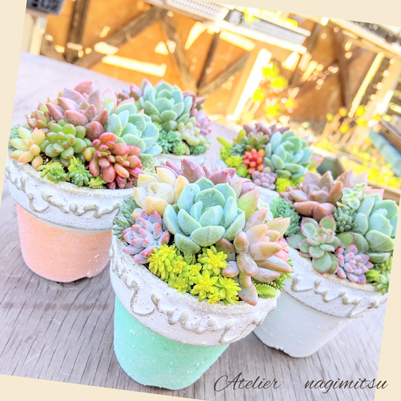 リメイク鉢SS(2号)5set 多肉植物 nagimitsu 通販 13800270｜Creema