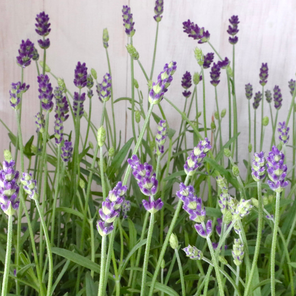 イングリッシュラベンダー♡アヴィニョンアーリーブルー♡4寸鉢