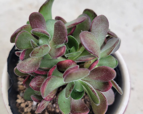 08c327cfe9fa66aec36af041952326