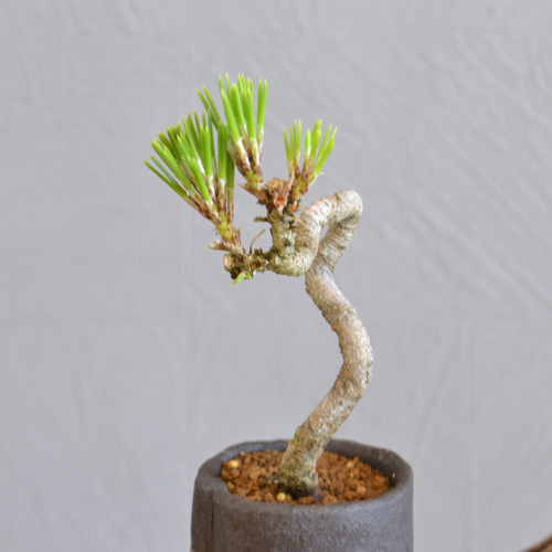 インテリア盆栽「黒松 半懸崖」 盆栽 ReBonsai 通販 13956882｜Creema