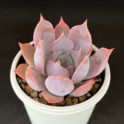 チェリークイーン 多肉植物 多肉植物 kanomarihome 通販 13029046