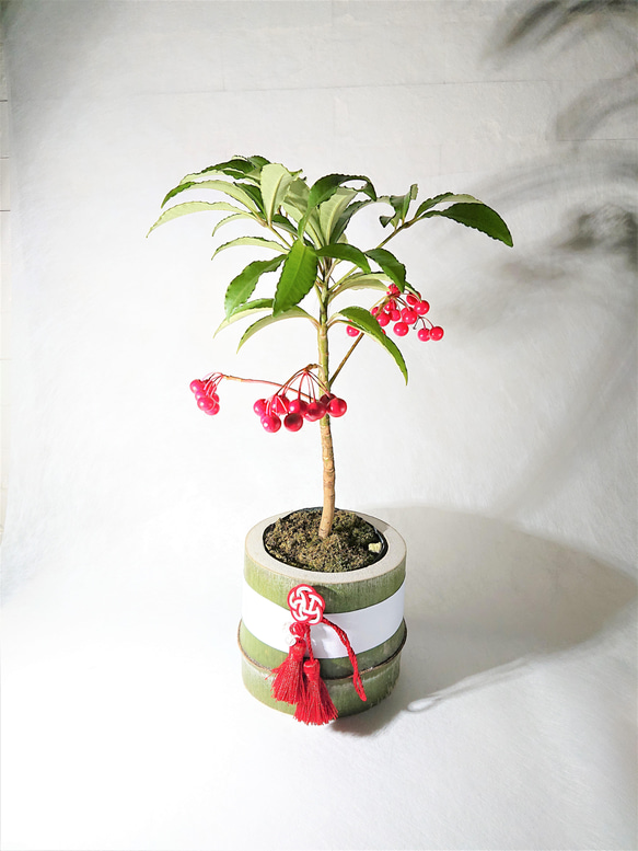 ○数量限定○ 縁起の良い木 ”万両（マンリョウ）大実万両宝船 赤実付き