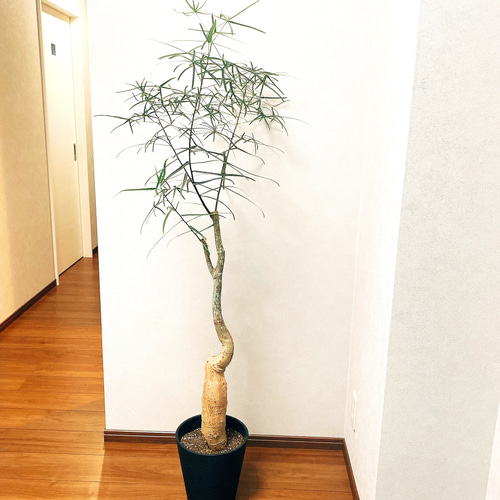 在庫］【希少】ボトルツリー 観葉植物 ブラキキトンルペストリス 大型