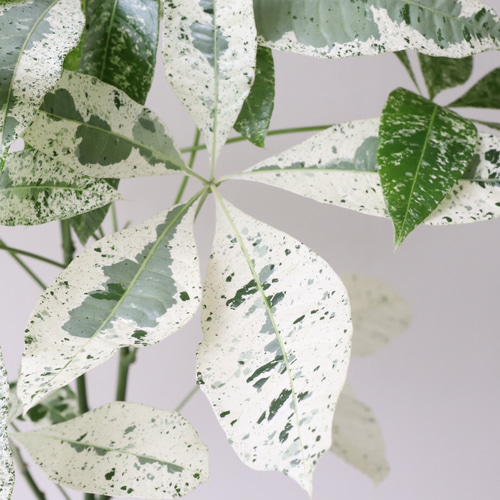 白斑がオシャレな「パキラ ミルキーウェイ」接木 アートフラワー bloom