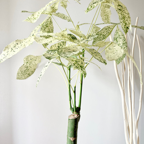 9/11撮影】希少 パキラ ミルキーウェイ 朴立ち 接ぎ木 #2 送料無料