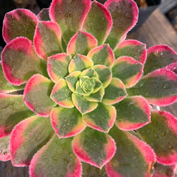 410c5227deedef49c697bd3b873542