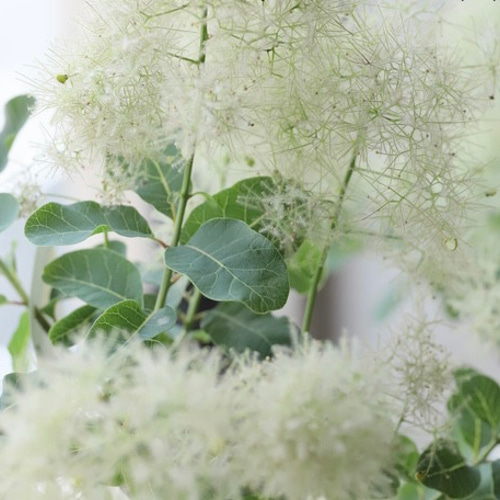 セール！スモークツリー 苗 スノーパフ 希少 苗木 雌株 ドライフラワー