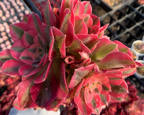 農園直売 多肉植物 寄せ植え アエオニウム ピンクウィッチ（錦）群生