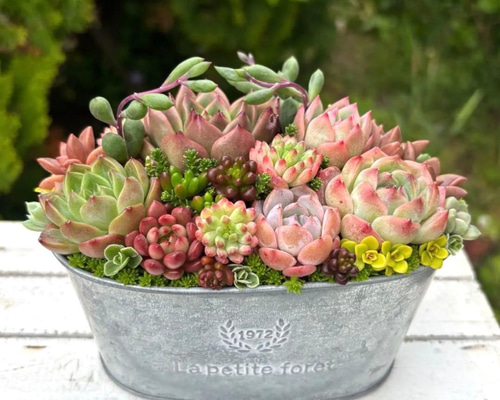 多肉植物 多肉セダムの寄せ植え そのまま飾れる ブリキ鉢 おうち