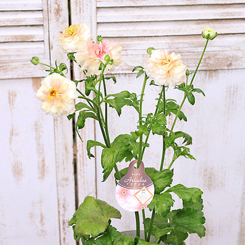 再入荷 現品販売 花鉢 ラナンキュラス ラックスシリーズ 5・6号鉢 豪華