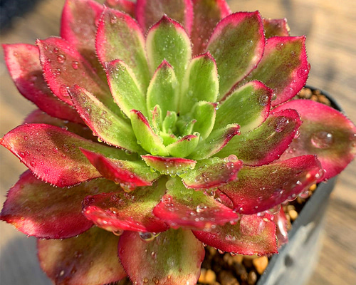 239a2aaad8b877151413fa9ed9b4ad