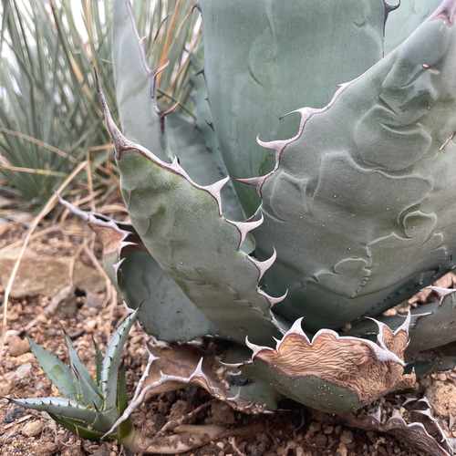 アガベ TBG(チタノタブルー×ブルーグロー） ○ハイブリッド希少種