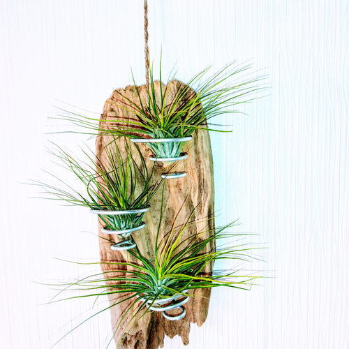 流木のエアープランツの飾り用インテリアです。 一品物です。 その他