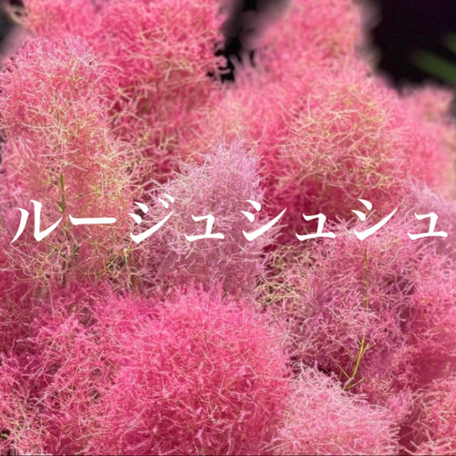 スモークツリー 苗 ルージュシュシュ 苗木 雌株 ドライフラワー 森の