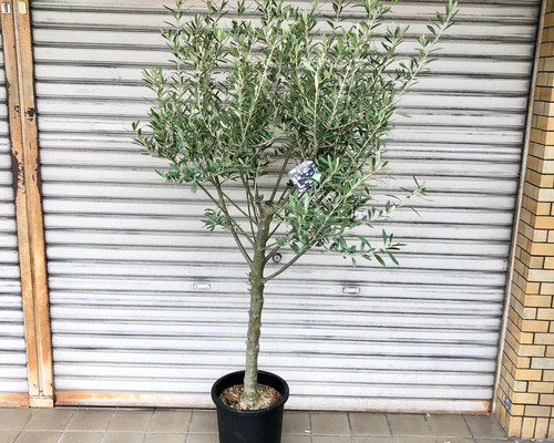 ab58165658ee5a30c92125d030da5c