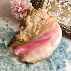 希少☆ クイーンコンクシェル置物 1050g☆極上の天然桃色巻貝《深い