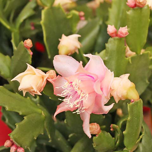 鉢花 バラ咲き デンマークカクタス シャコバサボテン 3.5号(10.5cm