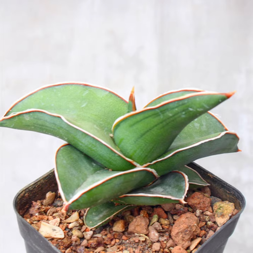 サンスベリア ロリダ 斑入り アガベ ユーフォルビア エケベリア 激レア