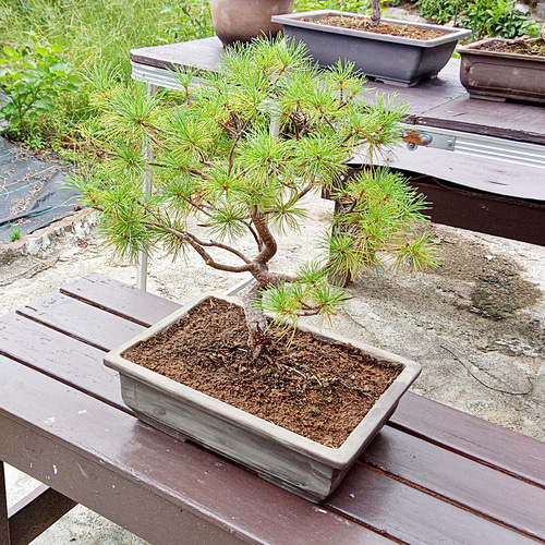 螺旋丸 五葉松 樹齢11年 中品盆栽 鉢付き 盆栽 松工房 -Pine Workshop