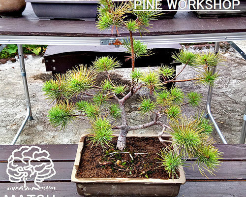 三段松 五葉松 樹齢11年 中品盆栽 鉢付き 盆栽 松工房 -Pine Workshop