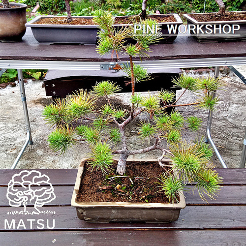 三段松 五葉松 樹齢11年 中品盆栽 鉢付き 盆栽 松工房 -Pine Workshop