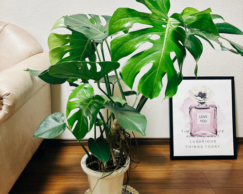 現品］【希少】モンステラ 斑入り 7号 幹上がり 観葉植物 室内 育て