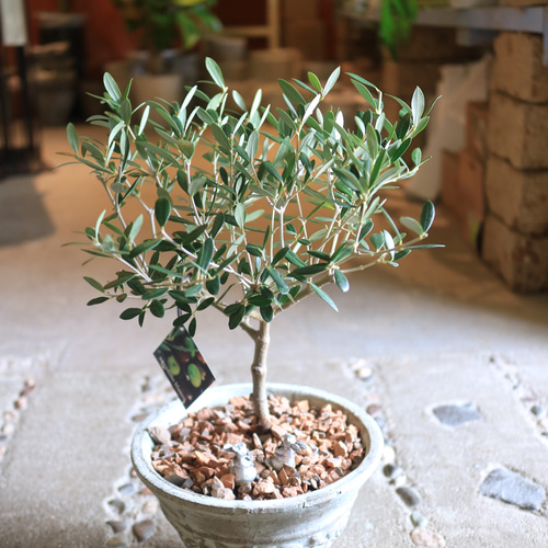オリーブ　古木　ネバディロブランコ　6号鉢つき　幹太❗ オリーブ鉢植え(ネバディロブランコ) | ALETTE OLIVE