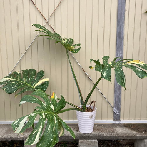 特大モンステラ＊イエローモンスター＊特大株＊斑入りモンステラ＊観葉