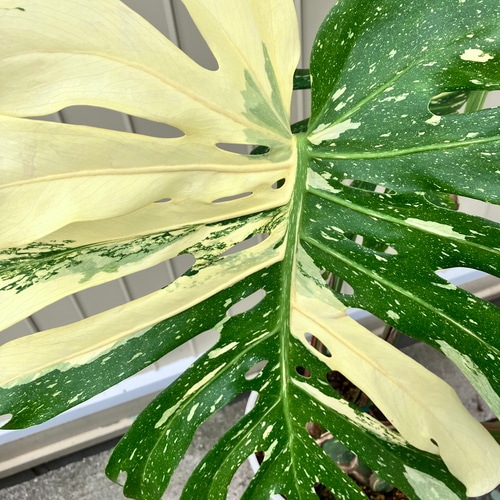 特大モンステラ＊イエローモンスター＊特大株＊斑入りモンステラ＊観葉