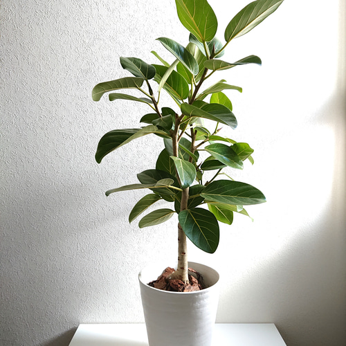 ○厳選樹形○ゴムの木 希少 白木 大きめ ”フィカス・ベンガレンシス（L