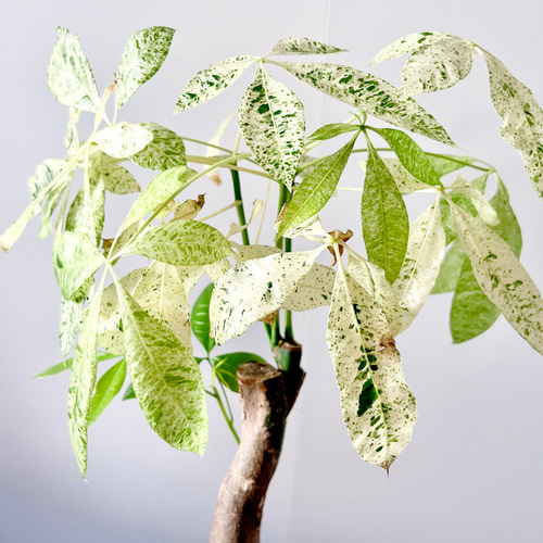 7/10撮影#512 パキラミルキーウェイ 曲がり 接ぎ木 観葉植物 室内