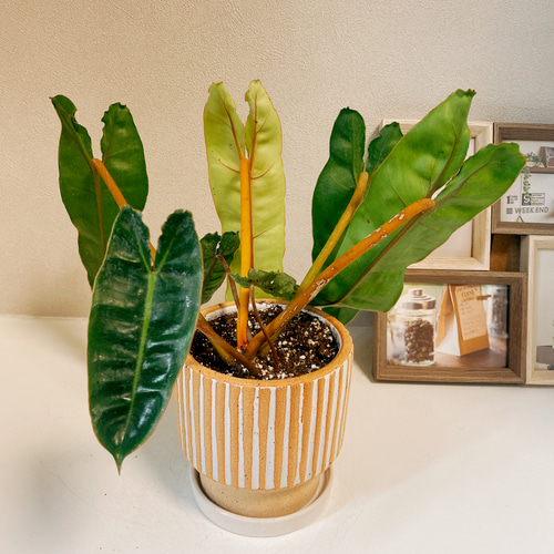 現品］【希少】フィロデンドロン ビレッタエ ビレッティア レア 観葉