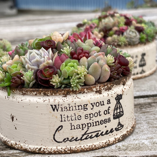 多肉植物 寄せ植え そのまま飾れる ちまちま寄せ オーダー制 多肉植物