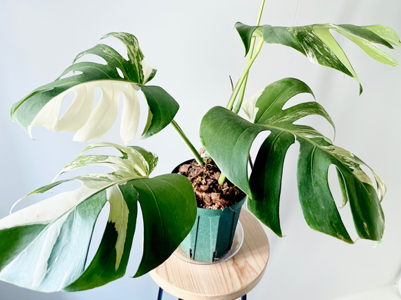 601. 希少 斑入り モンステラ ホワイトタイガー 5号鉢 多肉植物 calm